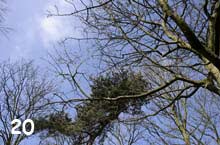 tree tops